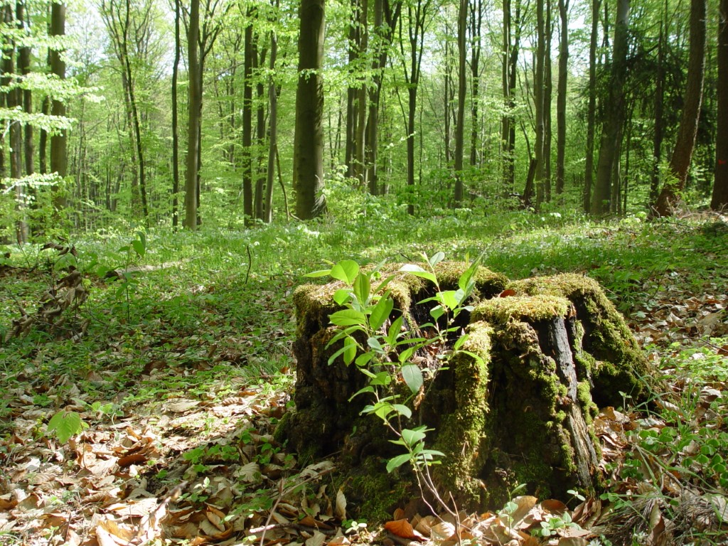 RuheForst Eberswalde