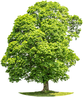 Alternative Bestattungsform